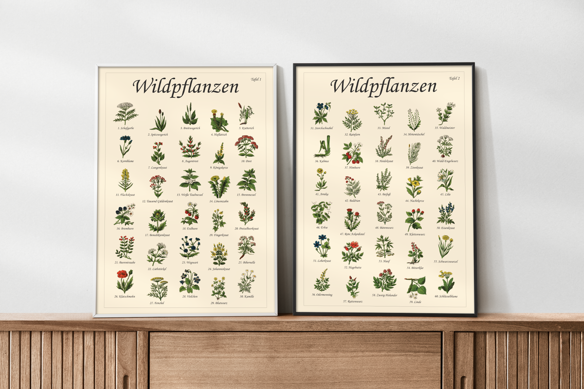 Poster mit Vintage-Zeichnungen essbarer Wildpflanzen, Kräuter und Pilze – Fineart-Druck auf Premium-Papier