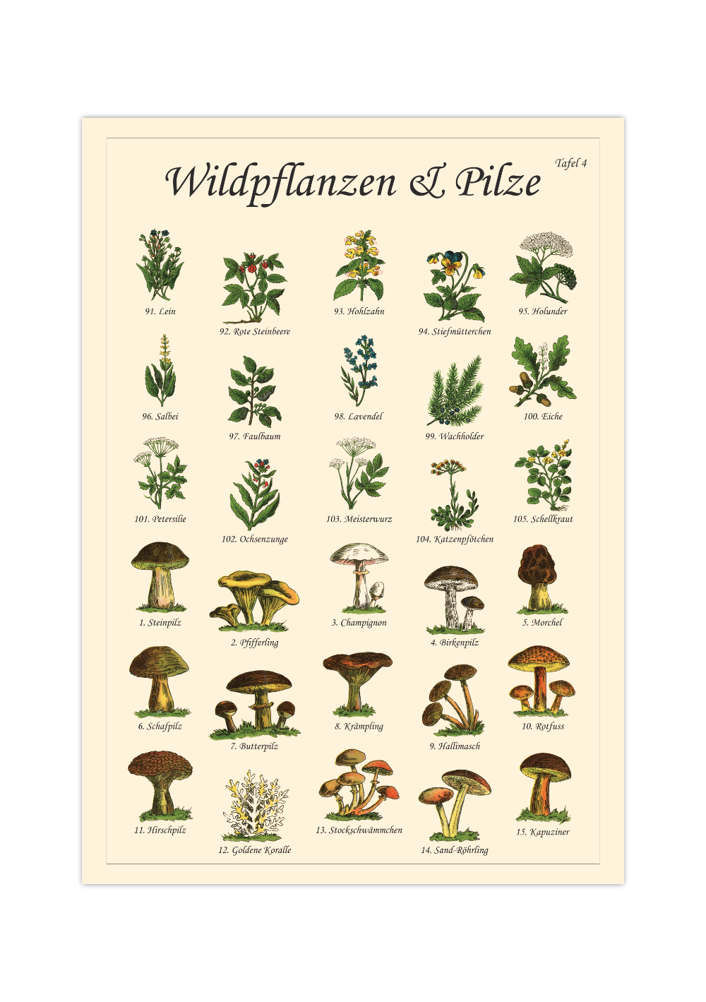 Poster mit Vintage-Zeichnungen essbarer Wildpflanzen, Kräuter und Pilze – Fineart-Druck auf Premium-Papier