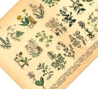 Vintage Poster – Kräuter & Arzneipflanzen. Detaillierte botanische Illustration mit Pflanzennamen – perfekt für Natur- und Vintage-Liebhaber! Ideal für Küche & Wohnraum!