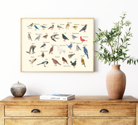 Vogelposter mit 29 heimischen Gartenvögeln, illustriert & mit Namen versehen.