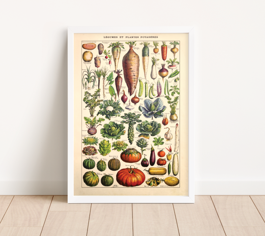 Vintage Saisonkalender Poster mit botanischen Illustrationen von Adolphe Millot. Fineart-Druck auf 200 g/m² Premium-Papier, in verschiedenen Größen erhältlich. Perfekt für deine Küche!