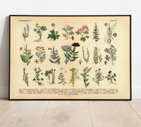 Vintage Poster – Kräuter & Arzneipflanzen (ungerahmt). Detaillierte botanische Illustration mit Pflanzennamen – perfekt für Natur- und Vintage-Liebhaber! Ideal für Küche & Wohnraum!