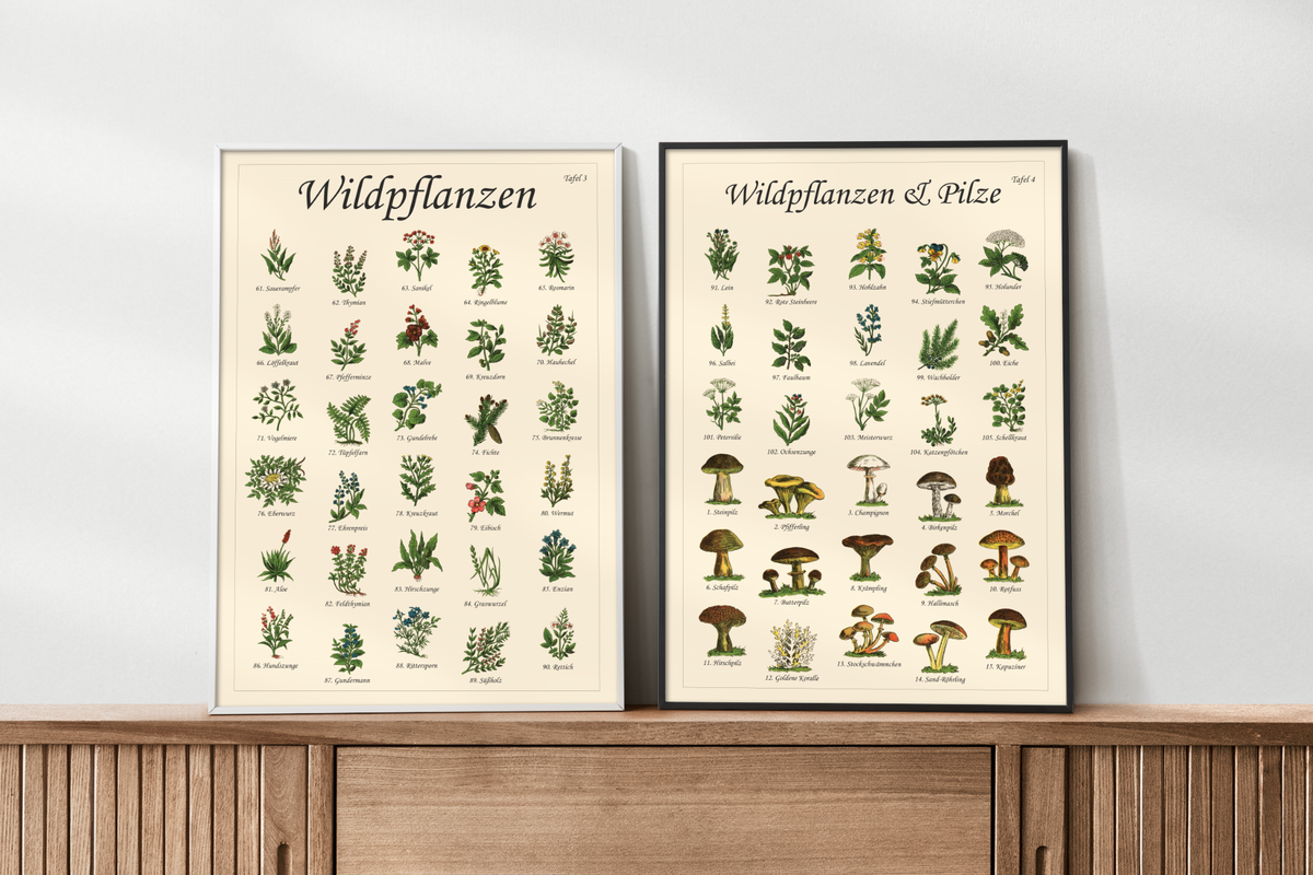 Poster mit Vintage-Zeichnungen essbarer Wildpflanzen, Kräuter und Pilze – Fineart-Druck auf Premium-Papier