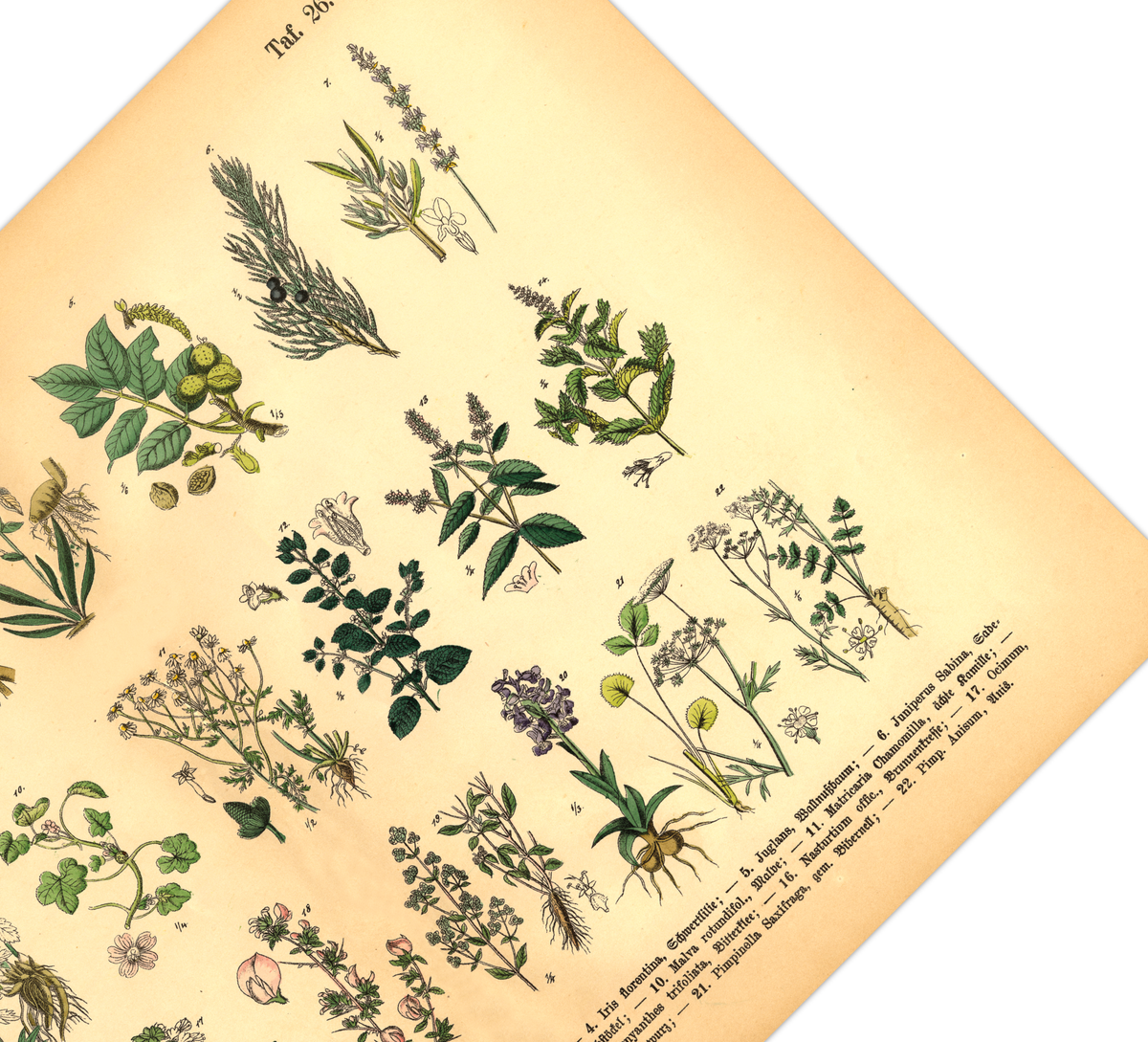 Vintage Poster – Kräuter & Arzneipflanzen. Detaillierte botanische Illustration mit Pflanzennamen – perfekt für Natur- und Vintage-Liebhaber! Ideal für Küche & Wohnraum!
