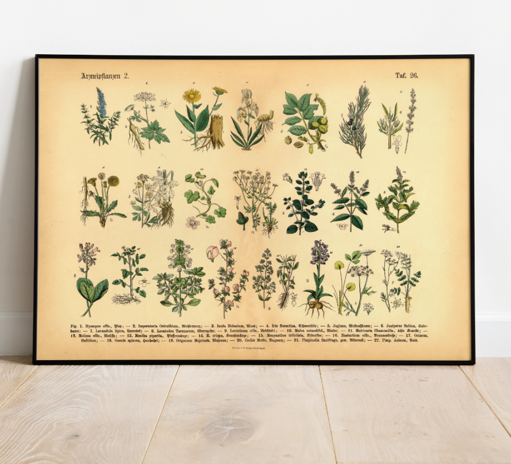 Vintage Poster – Kräuter & Arzneipflanzen. Detaillierte botanische Illustration mit Pflanzennamen – perfekt für Natur- und Vintage-Liebhaber! Ideal für Küche & Wohnraum!