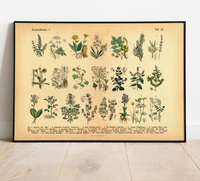 Vintage Poster – Kräuter & Arzneipflanzen. Detaillierte botanische Illustration mit Pflanzennamen – perfekt für Natur- und Vintage-Liebhaber! Ideal für Küche & Wohnraum!