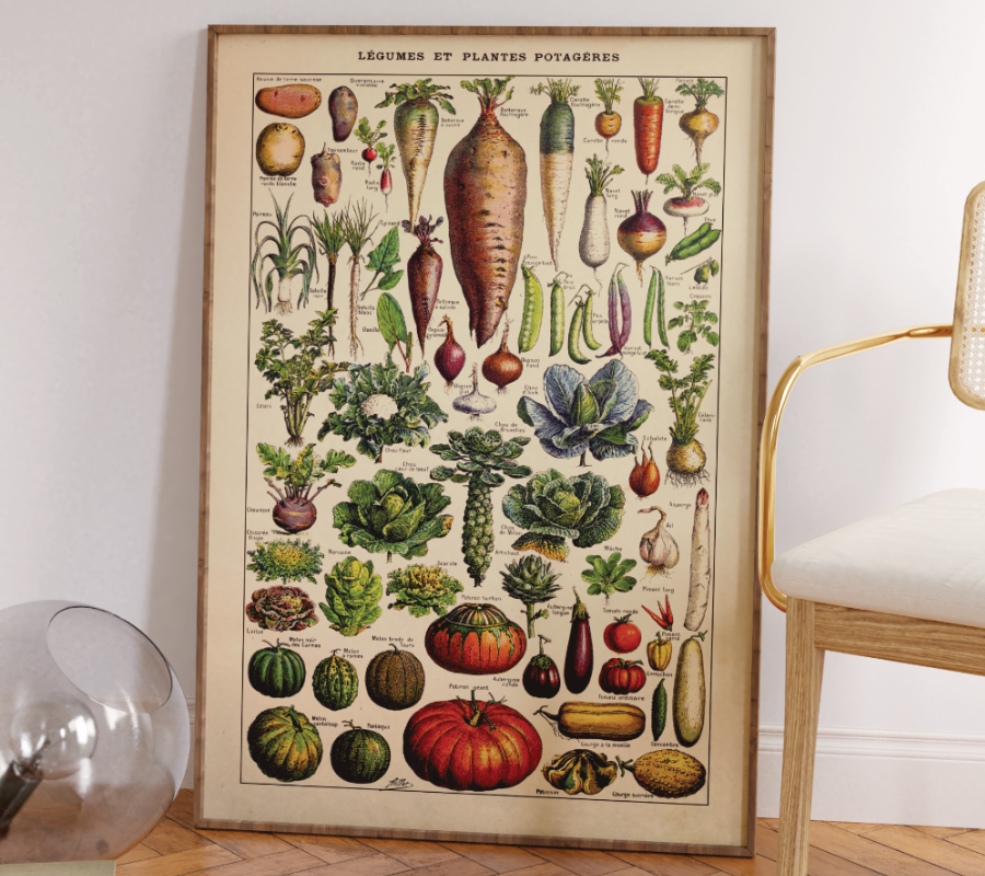 Vintage Saisonkalender Poster mit botanischen Illustrationen von Adolphe Millot. Fineart-Druck auf 200 g/m² Premium-Papier, in verschiedenen Größen erhältlich. Perfekt für deine Küche!
