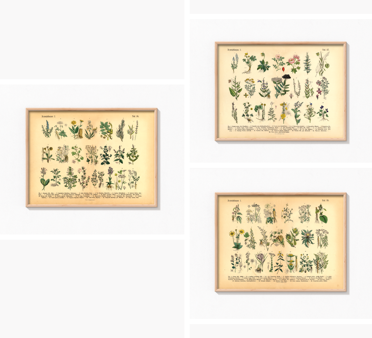 Vintage Poster – Kräuter & Arzneipflanzen (ungerahmt). Detaillierte botanische Illustration mit Pflanzennamen – perfekt für Natur- und Vintage-Liebhaber! Ideal für Küche & Wohnraum!