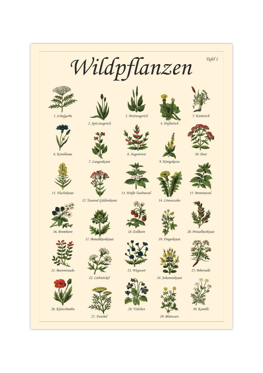 Poster mit Vintage-Zeichnungen essbarer Wildpflanzen, Kräuter und Pilze – Fineart-Druck auf Premium-Papier
