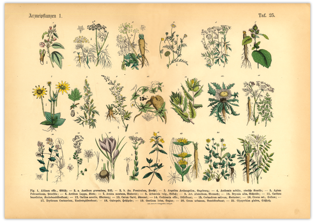 Dieses vintage Poster von Arzneikräutern ist die erste botanische Illustration von 1886 der lithographischen Anstalt F.R. Schepperlen 1880 - 1886