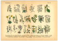 Dieses vintage Poster von Arzneikräutern ist die erste botanische Illustration von 1886 der lithographischen Anstalt F.R. Schepperlen 1880 - 1886