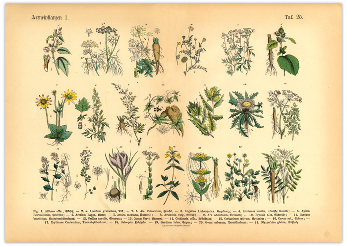 Dieses vintage Poster von Arzneikräutern ist die erste botanische Illustration von 1886 der lithographischen Anstalt F.R. Schepperlen 1880 - 1886
