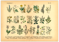 Vintage Poster – Kräuter & Arzneipflanzen. Detaillierte botanische Illustration mit Pflanzennamen – perfekt für Natur- und Vintage-Liebhaber! Ideal für Küche & Wohnraum!