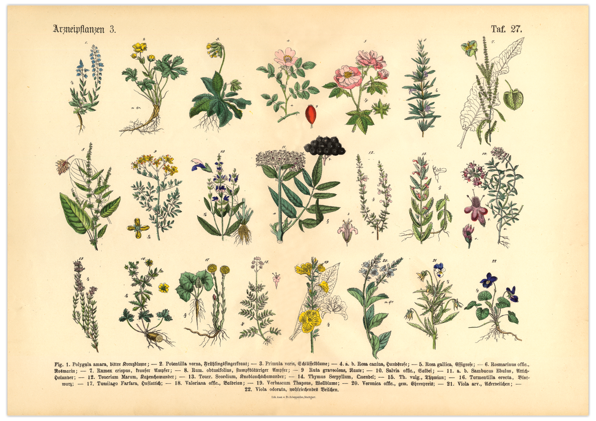 Vintage Poster – Kräuter & Arzneipflanzen (ungerahmt). Detaillierte botanische Illustration mit Pflanzennamen – perfekt für Natur- und Vintage-Liebhaber! Ideal für Küche & Wohnraum!