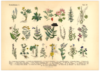Vintage Poster – Kräuter & Arzneipflanzen (ungerahmt). Detaillierte botanische Illustration mit Pflanzennamen – perfekt für Natur- und Vintage-Liebhaber! Ideal für Küche & Wohnraum!
