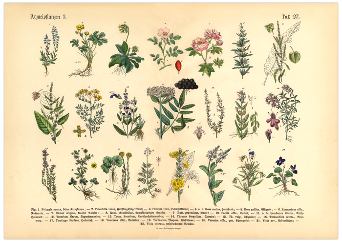 Vintage Poster – Kräuter & Arzneipflanzen (ungerahmt). Detaillierte botanische Illustration mit Pflanzennamen – perfekt für Natur- und Vintage-Liebhaber! Ideal für Küche & Wohnraum!