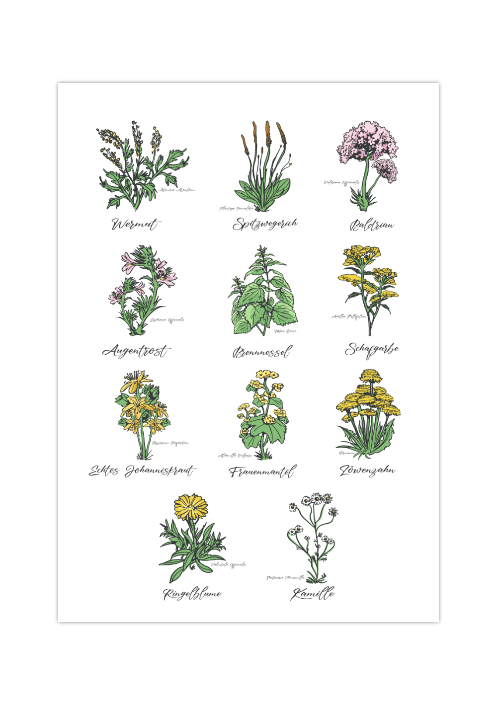 Dieses Poster zeigt 11 heimische Heilkräuter mit gezeichneten Illustrationen mit deutschem und lateinischem Namen.