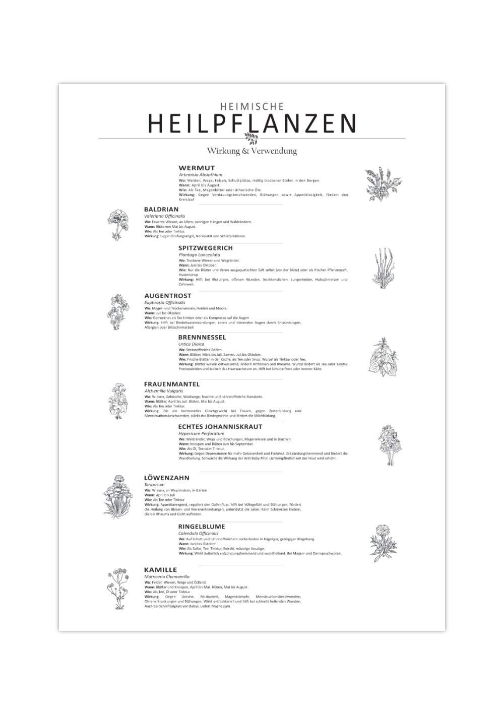 Dieses Poster zeigt 10 heimische Heilkräuter mit gezeichneten Illustrationen mit deutschem und lateinischem Namen.