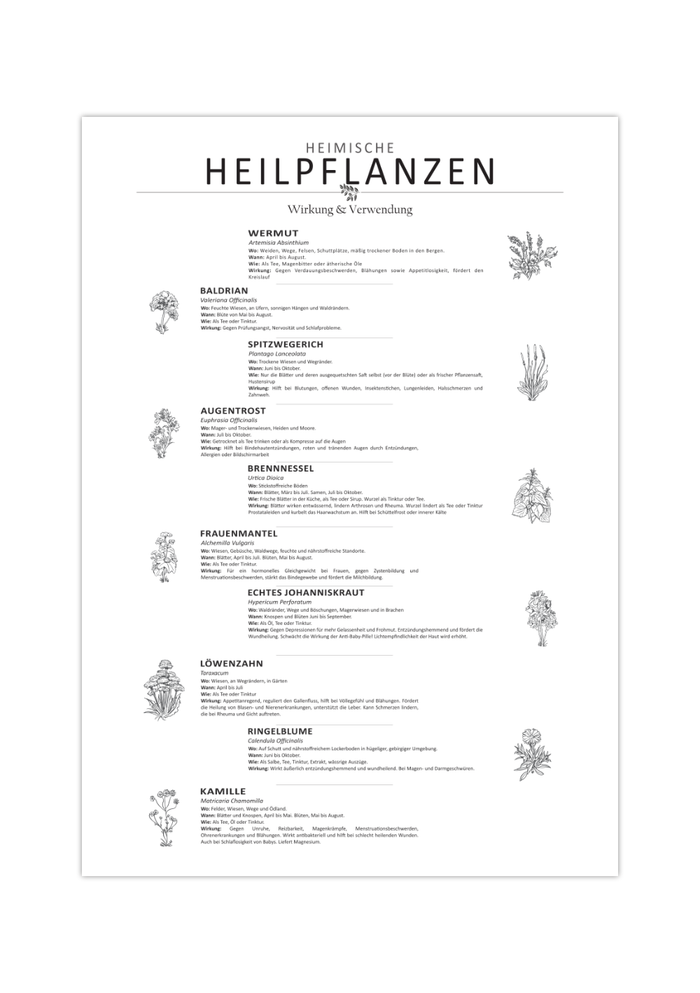 Dieses Poster zeigt 10 heimische Heilkräuter mit gezeichneten Illustrationen mit deutschem und lateinischem Namen.