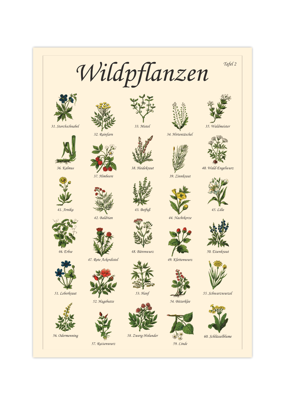 Poster mit Vintage-Zeichnungen essbarer Wildpflanzen, Kräuter und Pilze – Fineart-Druck auf Premium-Papier