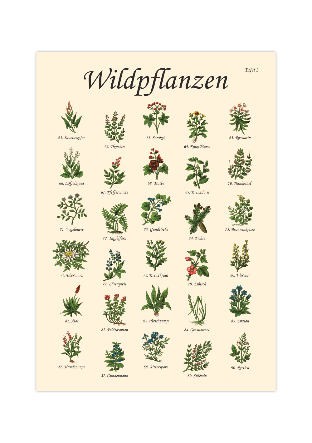 Poster mit Vintage-Zeichnungen essbarer Wildpflanzen, Kräuter und Pilze – Fineart-Druck auf Premium-Papier