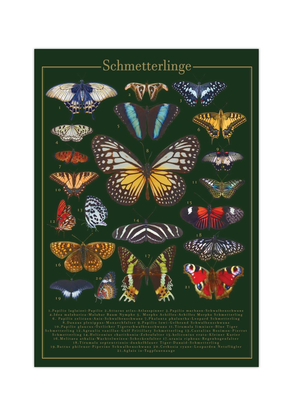 Dieses Poster zeigt 21 europäische und außer-europäische Schmetterlinge mit lateinischen und deutschen Bezeichnungen.
