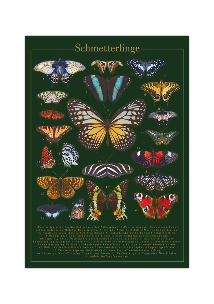 Dieses Poster zeigt 21 europäische und außer-europäische Schmetterlinge mit lateinischen und deutschen Bezeichnungen.