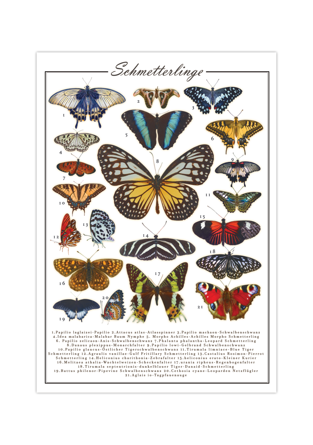 Dieses Poster zeigt 21 europäische und außer-europäische Schmetterlinge mit lateinischen und deutschen Bezeichnungen.