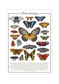 Dieses Poster zeigt 21 europäische und außer-europäische Schmetterlinge mit lateinischen und deutschen Bezeichnungen.