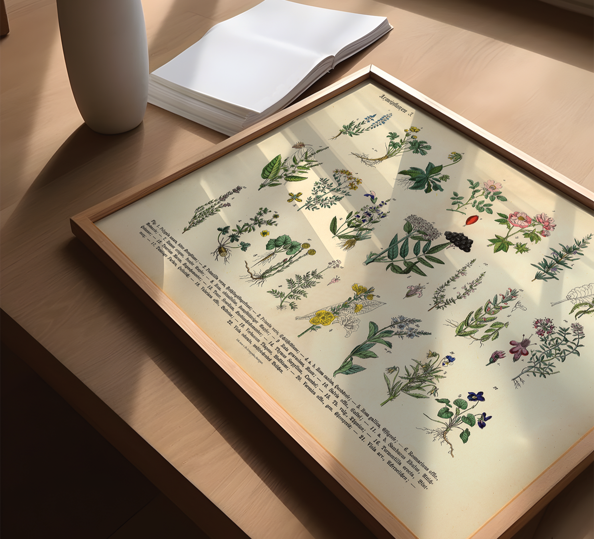 Vintage Poster – Kräuter & Arzneipflanzen (ungerahmt). Detaillierte botanische Illustration mit Pflanzennamen – perfekt für Natur- und Vintage-Liebhaber! Ideal für Küche & Wohnraum!