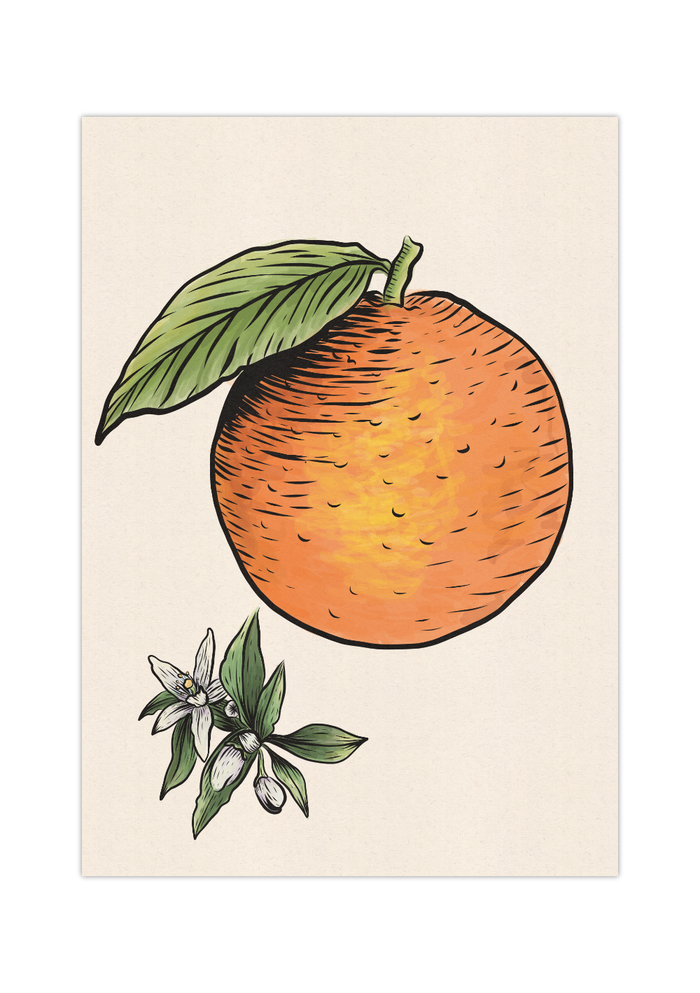 Das Poster zeigt eine im Vintage Stil gehaltene Orange, inklusive der Orangenblüte.