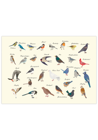 Vogelposter mit 29 heimischen Gartenvögeln, illustriert & mit Namen versehen.