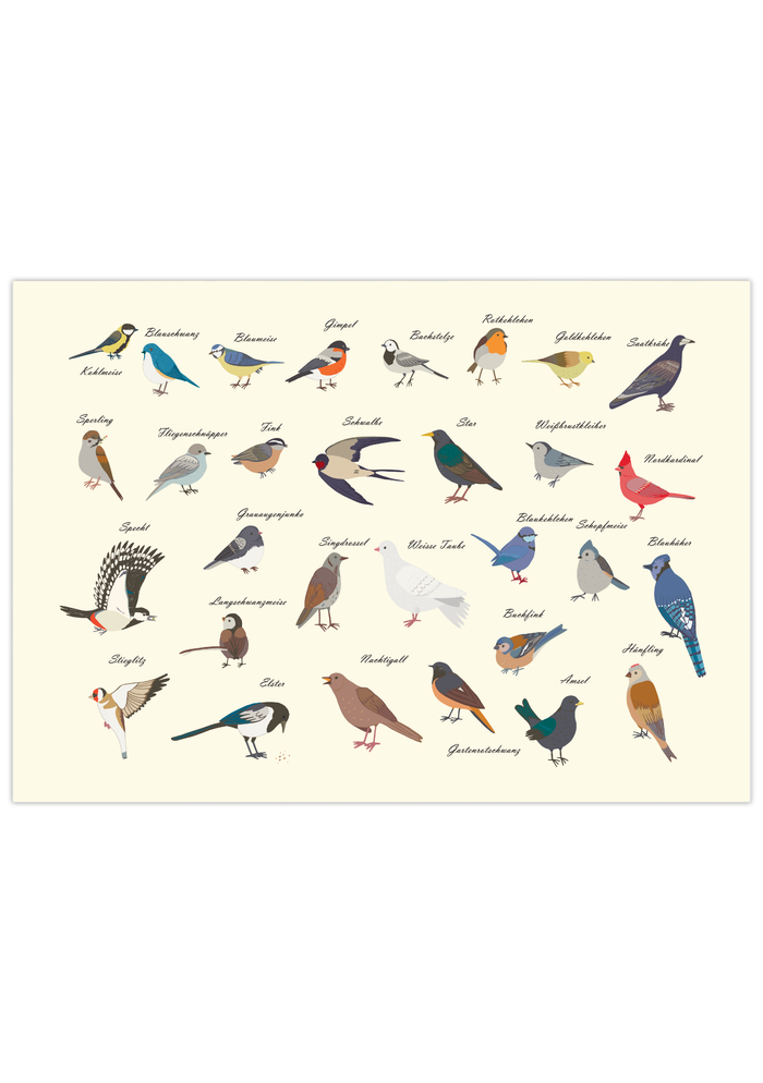 Vogelposter mit 29 heimischen Gartenvögeln, illustriert & mit Namen versehen.