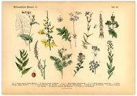Dieses vintage Poster von wildwachsenden Pflanzen ist die 14. botanische Illustration von 1886 der lithographischen Anstalt F.R. Schepperlen 1880 - 1886.