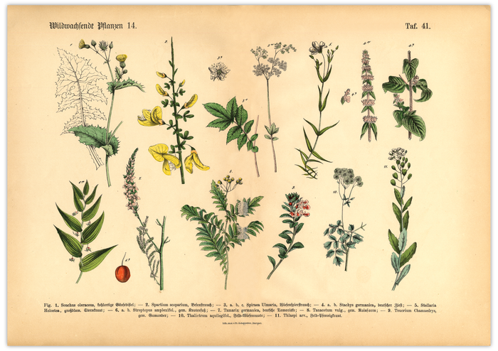 Dieses vintage Poster von wildwachsenden Pflanzen ist die 14. botanische Illustration von 1886 der lithographischen Anstalt F.R. Schepperlen 1880 - 1886.