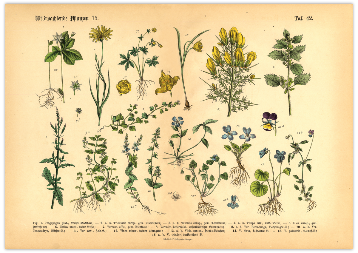 Dieses vintage Poster von wildwachsenden Pflanzen ist die 15. botanische Illustration von 1886 der lithographischen Anstalt F.R. Schepperlen 1880.
