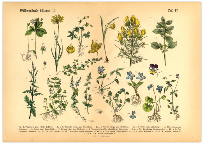 Dieses vintage Poster von wildwachsenden Pflanzen ist die 15. botanische Illustration von 1886 der lithographischen Anstalt F.R. Schepperlen 1880.