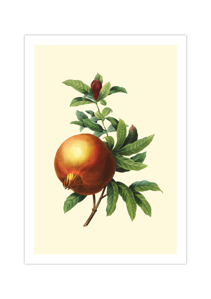 Dieses Poster zeigt eine vintage Obst Zeichnung eines Granatapfels im viktorianischen Stil.