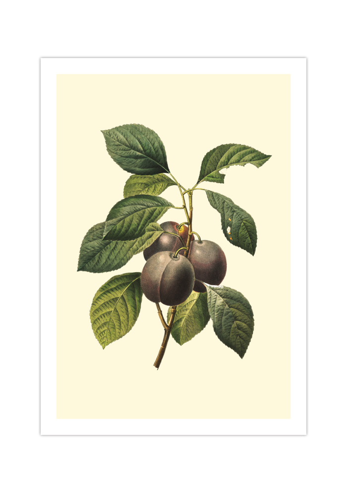 Vintage Poster Obst | Viktorianisches Bild Pflaumen