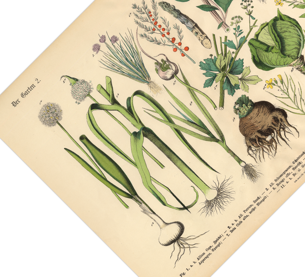 Dieses vintage Lithographie Poster von Pflanzen aus dem Garten ist die zweite Illustration aus dem Lehrbuch der praktischen Pflanzenkunde in Wort und Bild von 1886.