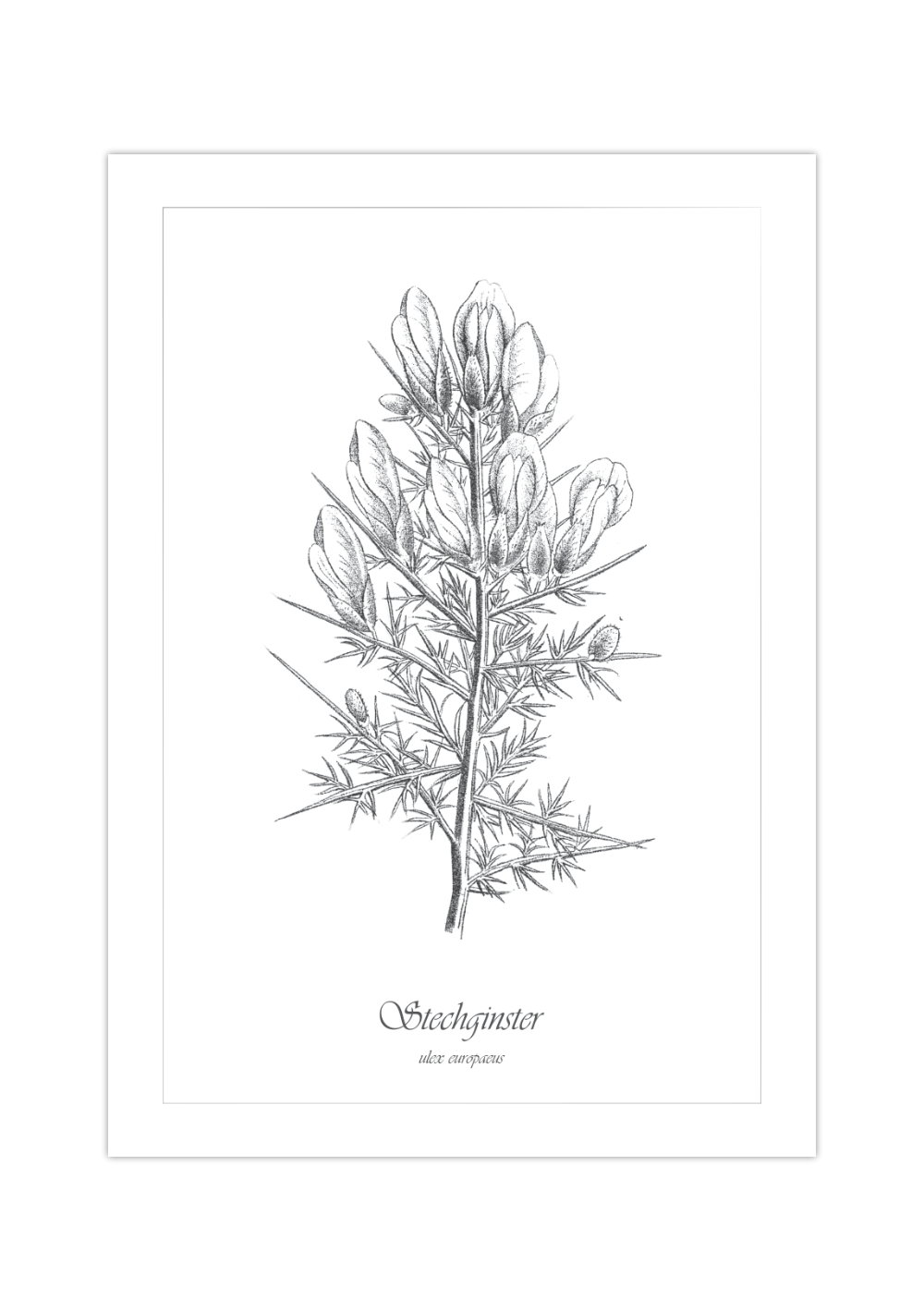 Dieses Poster zeigt dir eine vintage Illustration einer Stechginster Pflanze in Schwarz und Weiß.