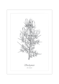 Dieses Poster zeigt dir eine vintage Illustration einer Stechginster Pflanze in Schwarz und Weiß.
