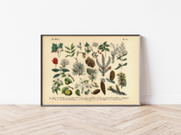 Dieses vintage Lithographie Poster, im viktorianischen Stil, von Pflanzen und Frucht Bäumen aus dem Wald ist die dritte Illustration aus dem Lehrbuch der praktischen Pflanzenkunde in Wort und Bild von 1886.