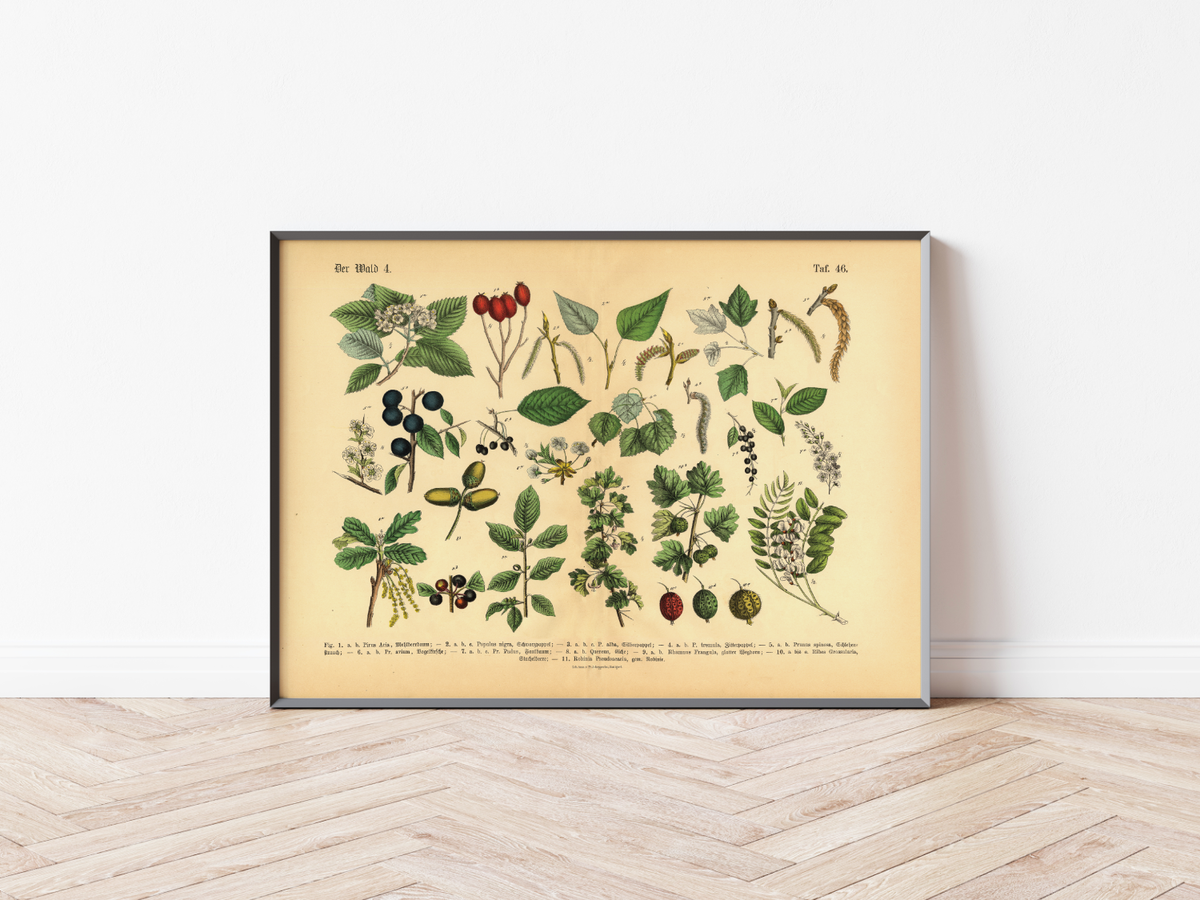Dieses vintage Lithographie Poster, im viktorianischen Stil, von Pflanzen und Frucht Bäumen aus dem Wald ist die vierte Illustration aus dem Lehrbuch der praktischen Pflanzenkunde in Wort und Bild von 1886.