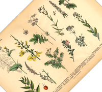 Dieses vintage Poster von wildwachsenden Pflanzen ist die 14. botanische Illustration von 1886 der lithographischen Anstalt F.R. Schepperlen 1880 - 1886. Das Bild zeigt heimische, Blumen und andere Pflanzen Pflanzen die auf Wiesen, im Garten und in Wäldern zu finden sind. Das Bild hat sowohl deutsche als auch  lateinische Bildunterschrift.