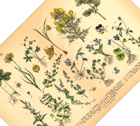 Dieses vintage Poster von wildwachsenden Pflanzen ist die 15. botanische Illustration von 1886 der lithographischen Anstalt F.R. Schepperlen 1880 as Bild zeigt heimische, Blumen und andere Pflanzen Pflanzen die auf Wiesen, im Garten und in Wäldern zu finden sind. Das Bild hat sowohl deutsche als auch  lateinische Bildunterschrift.