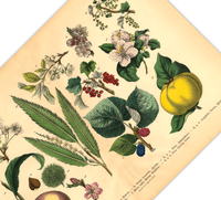 Dieses vintage Lithographie Poster von Pflanzen aus dem Garten ist die erste Illustration aus dem Lehrbuch der praktischen Pflanzenkunde in Wort und Bild von 1886.