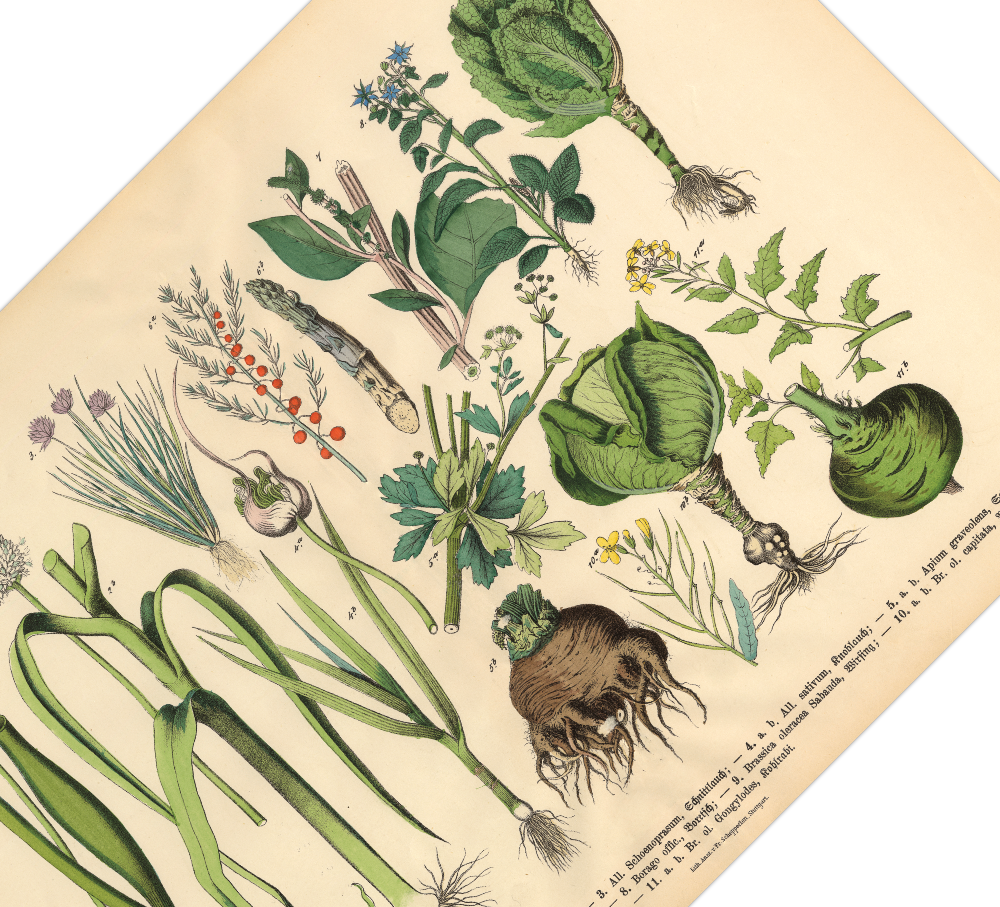 Dieses vintage Lithographie Poster von Pflanzen aus dem Garten ist die zweite Illustration aus dem Lehrbuch der praktischen Pflanzenkunde in Wort und Bild von 1886.