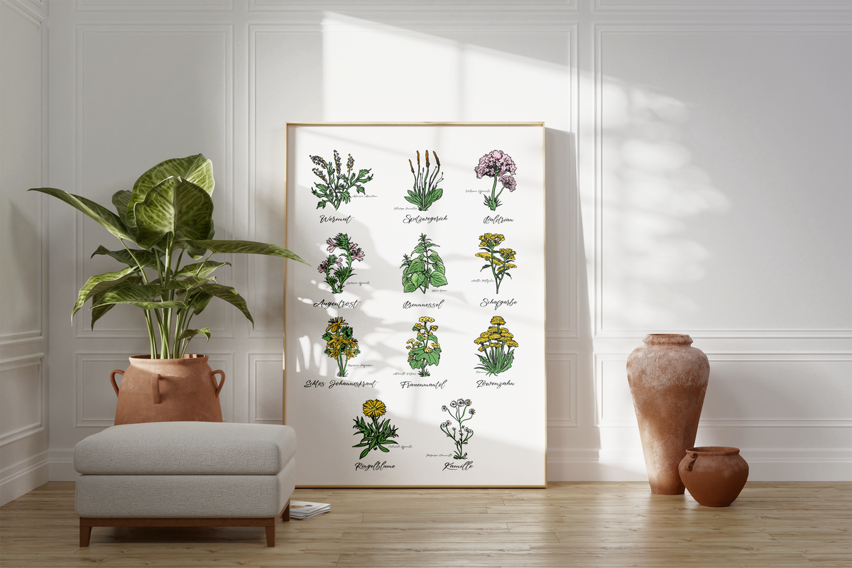 Dieses Poster zeigt 11 heimische Heilkräuter mit gezeichneten Illustrationen mit deutschem und lateinischem Namen.