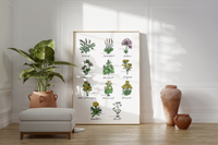 Dieses Poster zeigt 11 heimische Heilkräuter mit gezeichneten Illustrationen mit deutschem und lateinischem Namen.